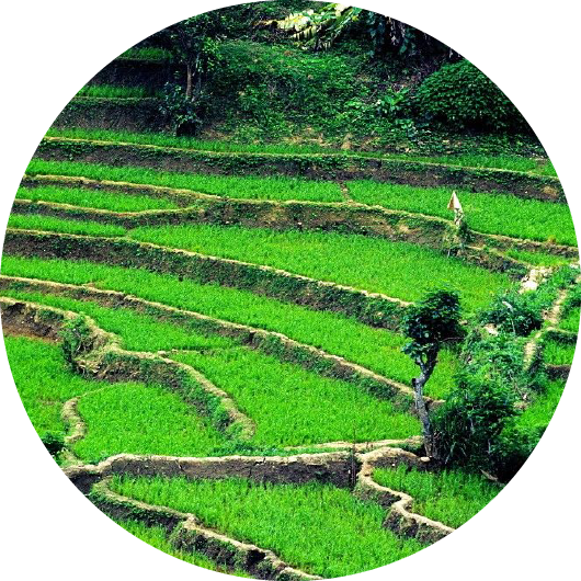 image of a farmer in a paddyfield